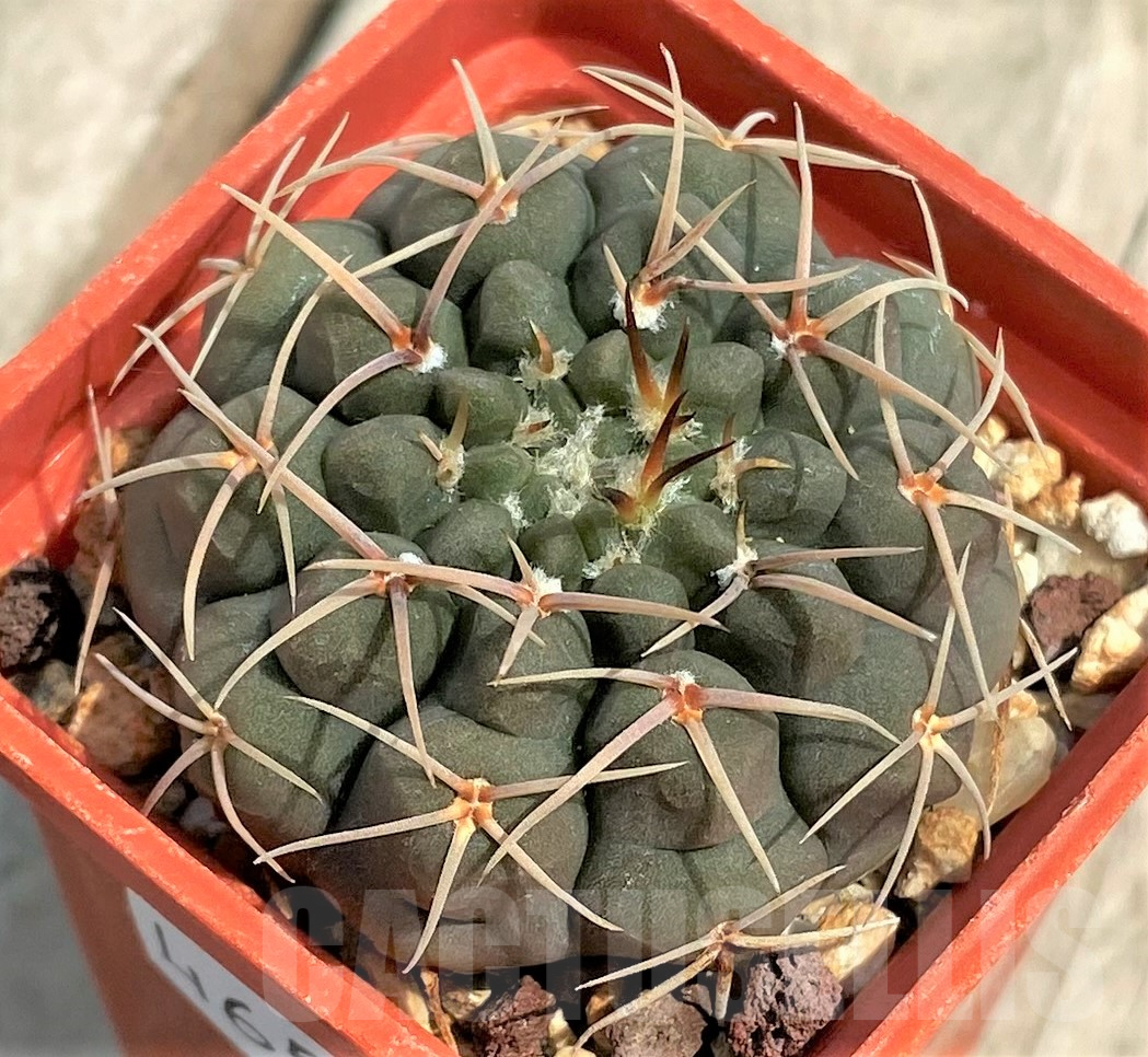 SHPR4657 Gymnocalycium riojense v. pipanacoense