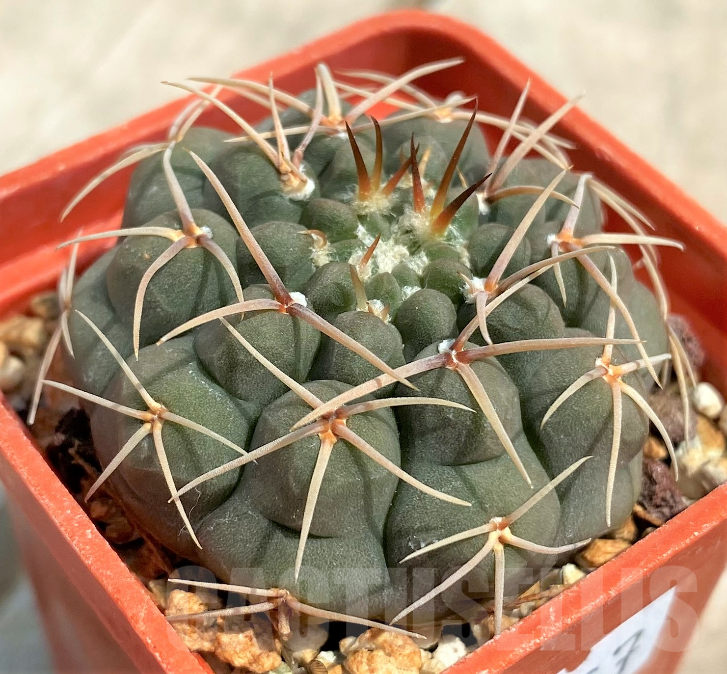 SHPR4657 Gymnocalycium riojense v. pipanacoense - Image 2
