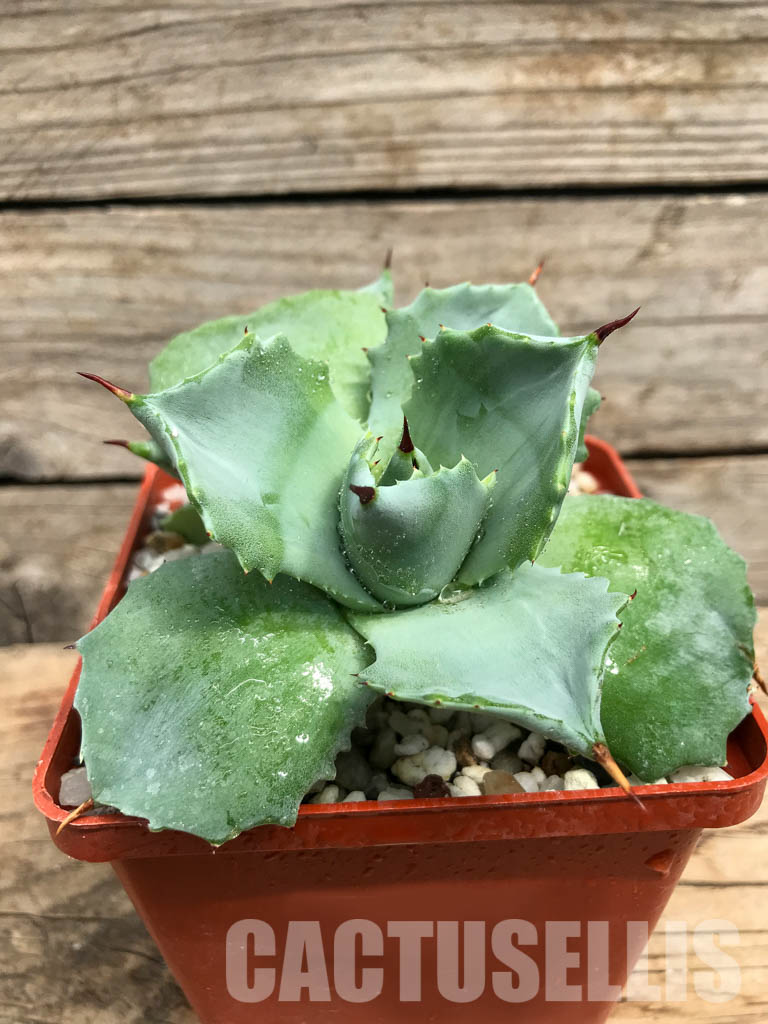 SHPR3714 Agave potatorum cv. Shoji-Raijin - Image 3