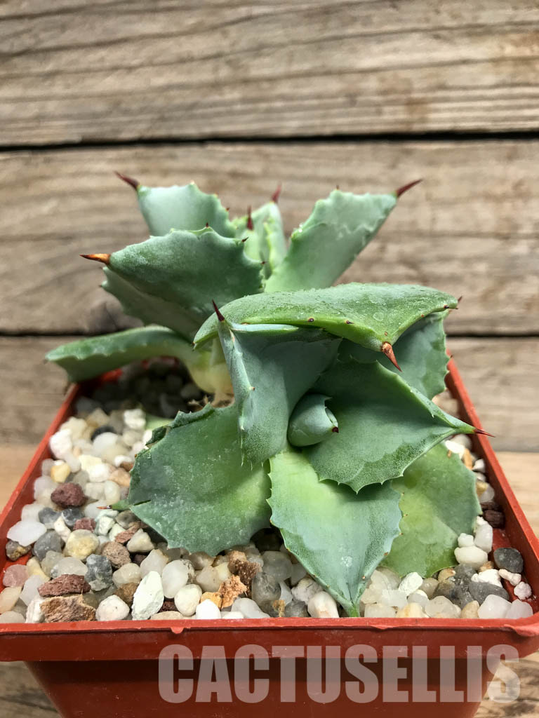 SHPR3714 Agave potatorum cv. Shoji-Raijin - Image 4