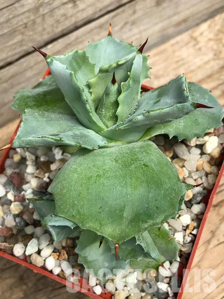 SHPR3714 Agave potatorum cv. Shoji-Raijin