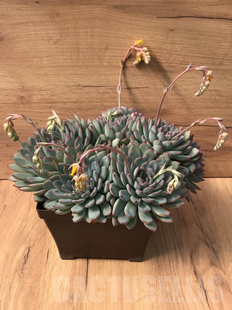 SHPR3718 Echeveria laui hybrid - immagine 2