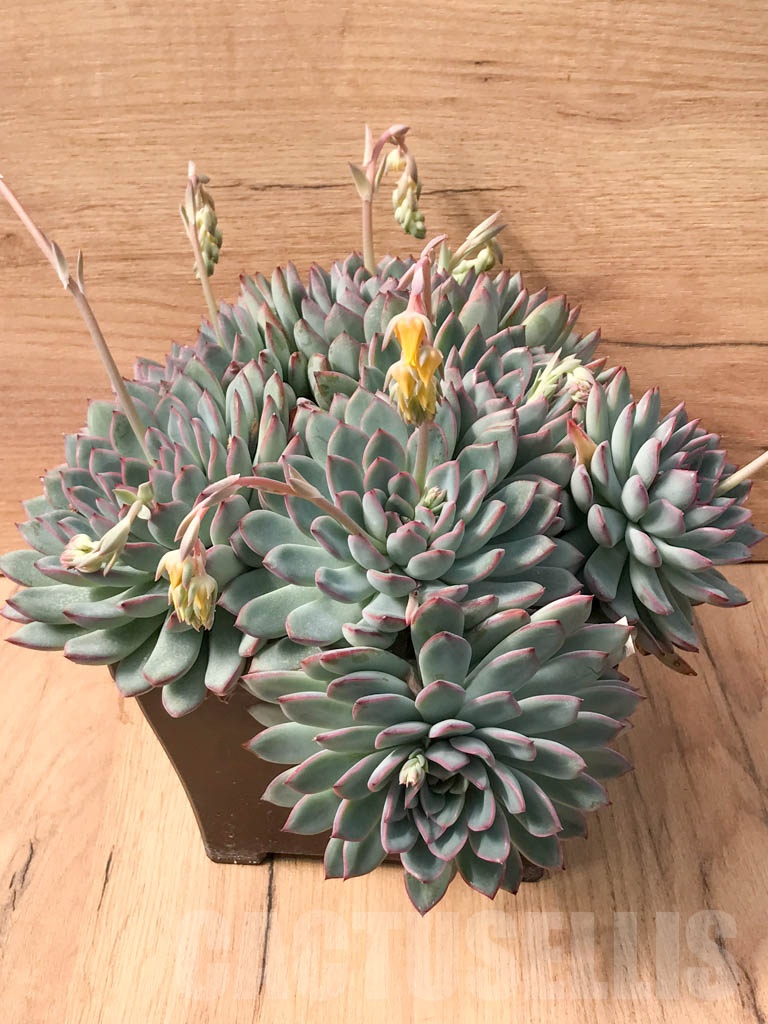 SHPR3718 Echeveria laui hybrid