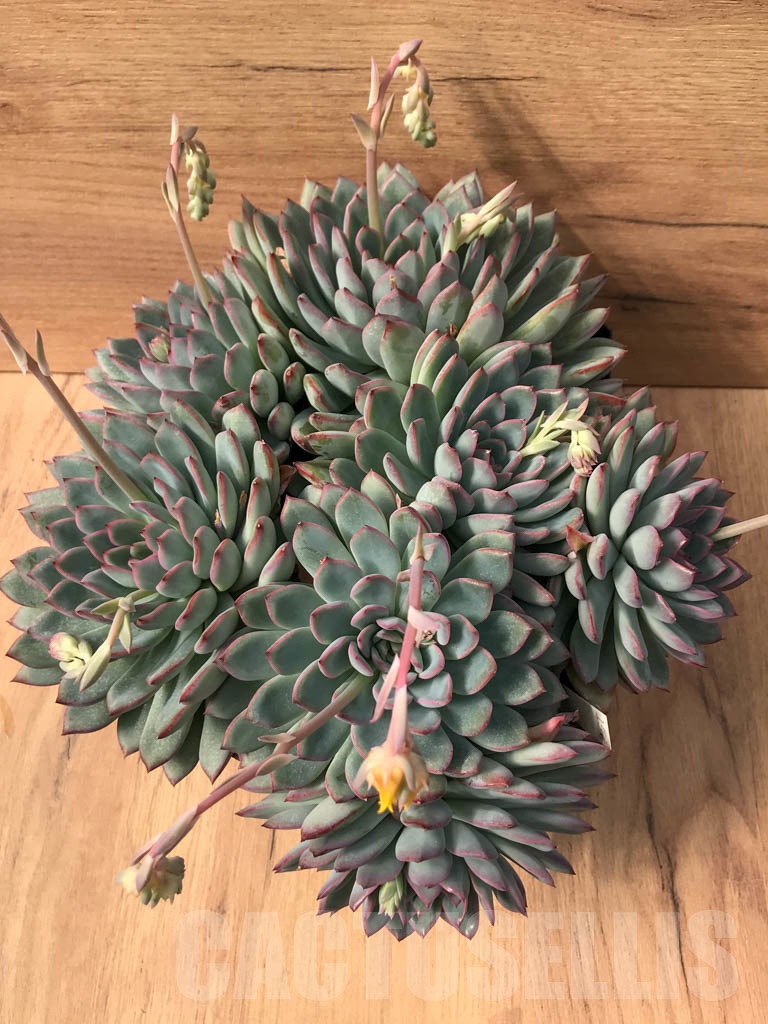 SHPR3718 Echeveria laui hybrid - immagine 4