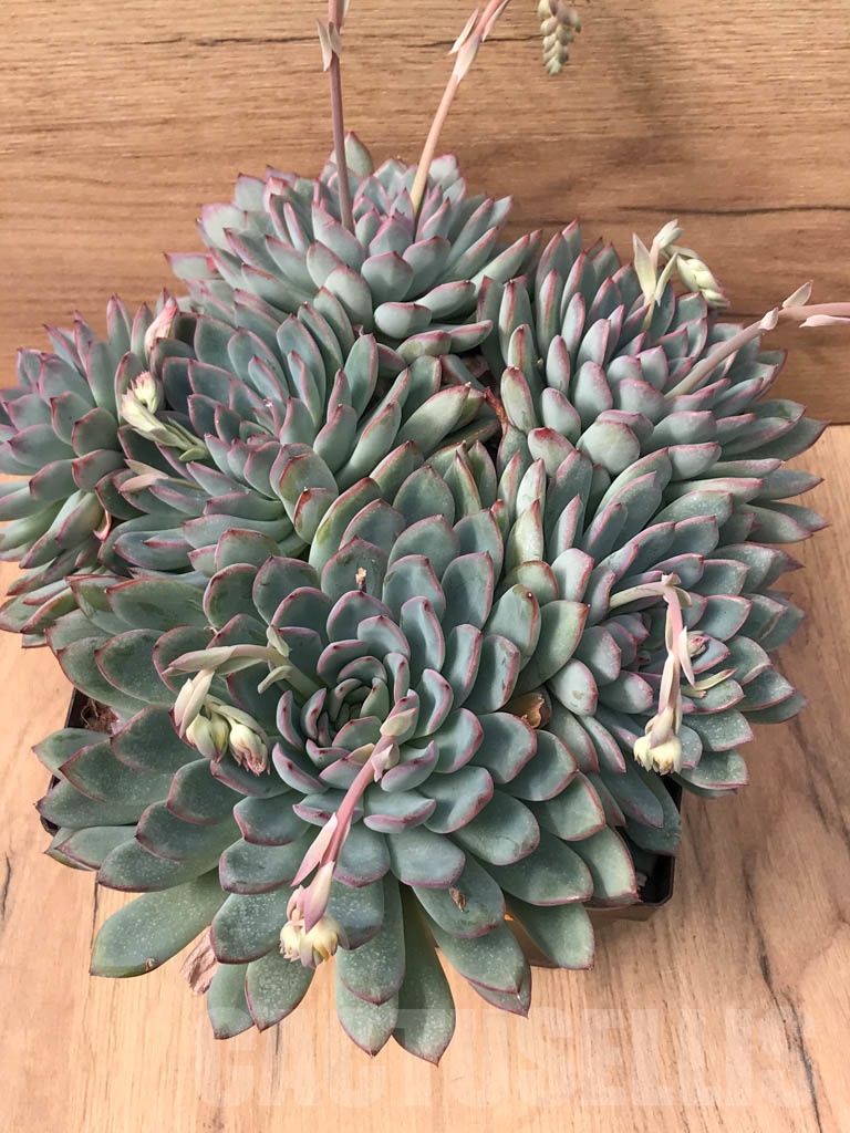 SHPR3718 Echeveria laui hybrid - immagine 5