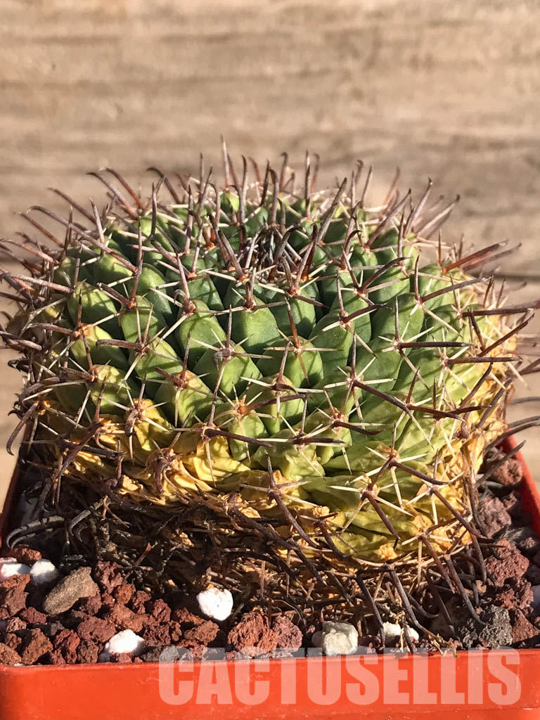 SHPR3737 Mammillaria uncinata P 477, Queretaro, Mexicó - Image 2