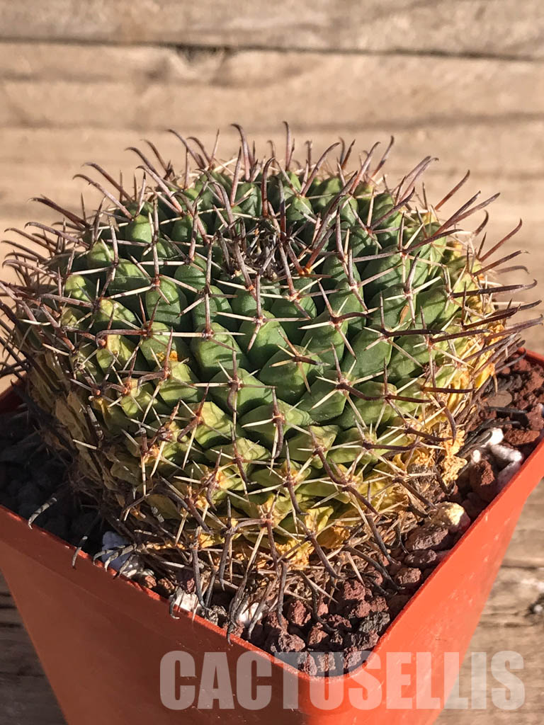 SHPR3737 Mammillaria uncinata P 477, Queretaro, Mexicó - Image 3