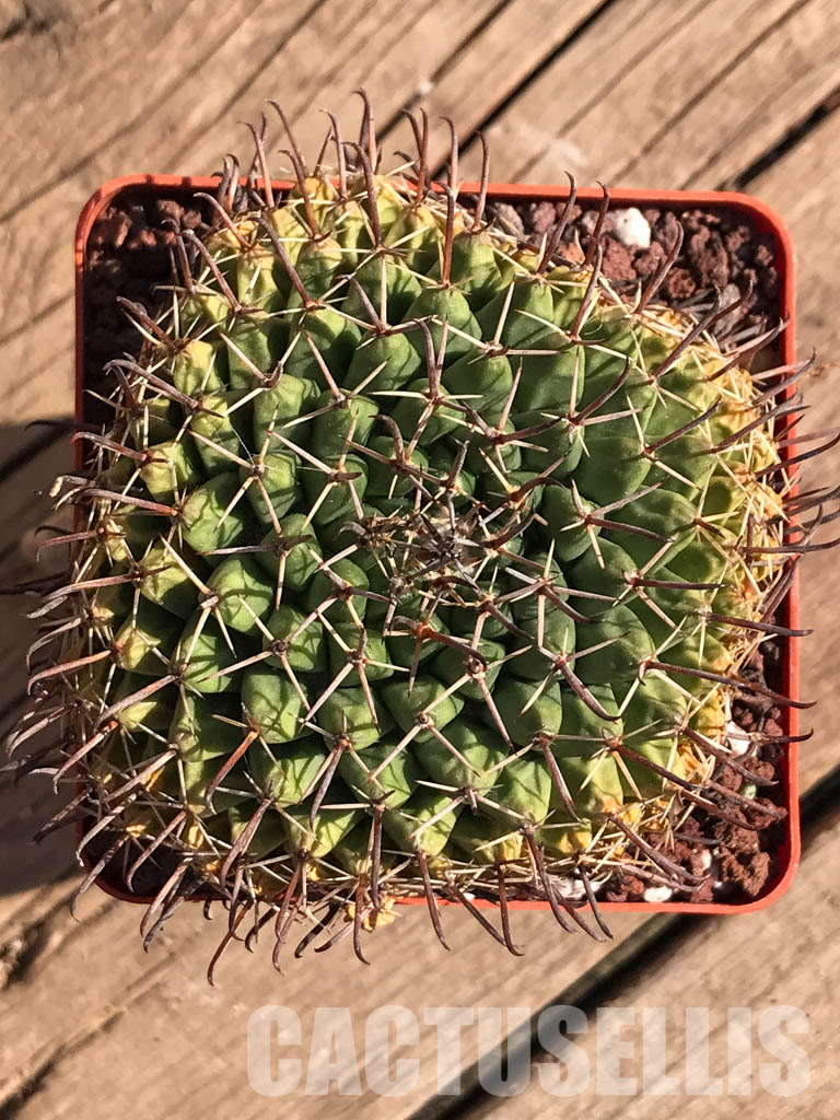 SHPR3737 Mammillaria uncinata P 477, Queretaro, Mexicó - Image 4