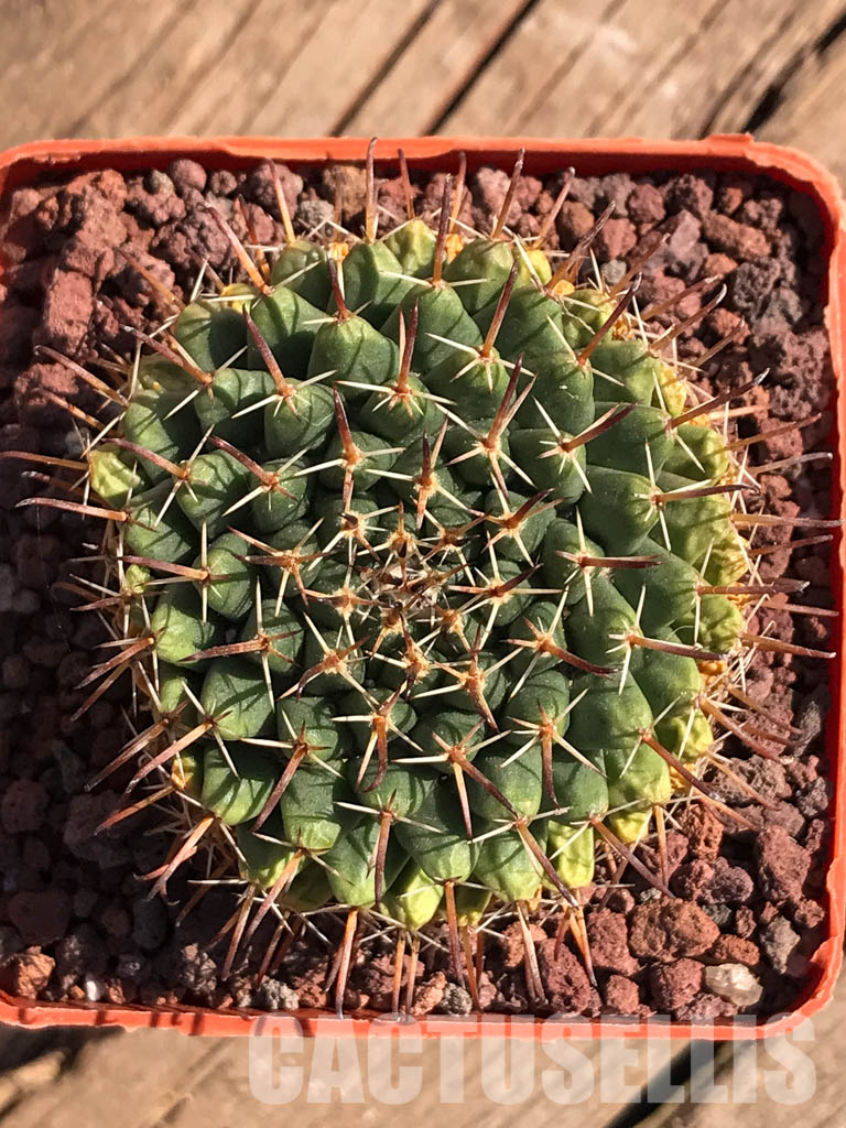 SHPR3737 Mammillaria uncinata P 477, Queretaro, Mexicó