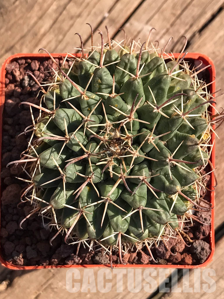 SHPR3737 Mammillaria uncinata P 477, Queretaro, Mexicó - Image 6