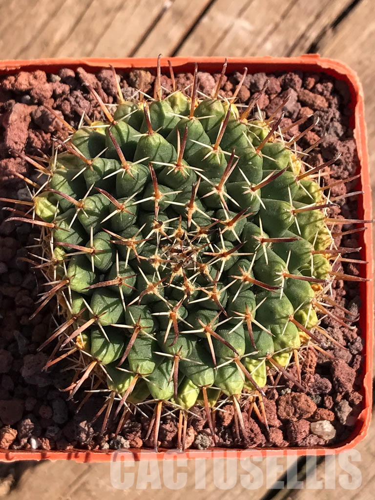 SHPR3737 Mammillaria uncinata P 477, Queretaro, Mexicó - Image 7