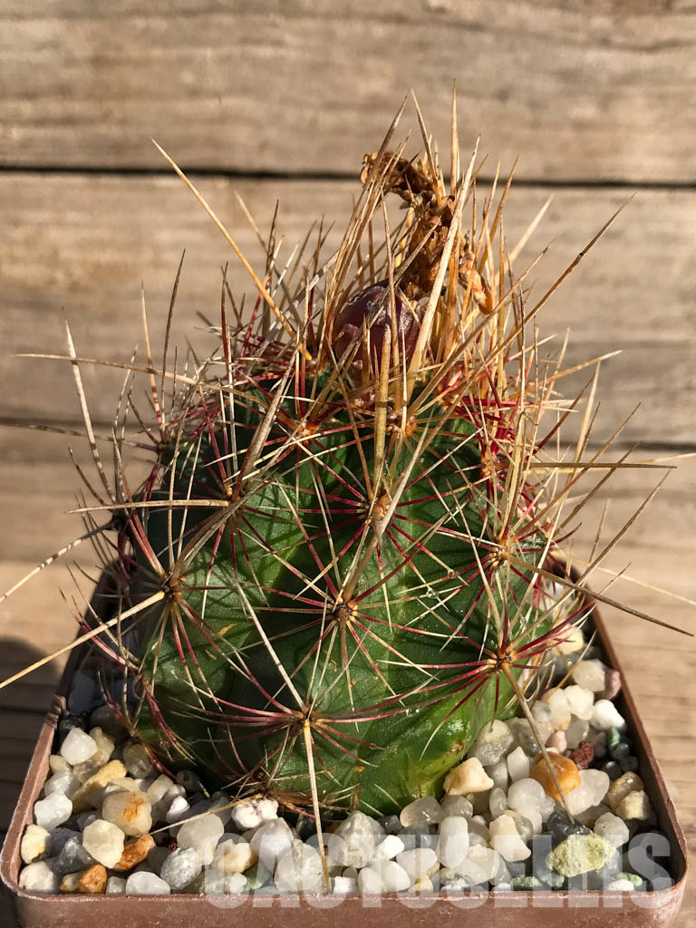 SHPR3740 Thelocactus bicolor - Image 2