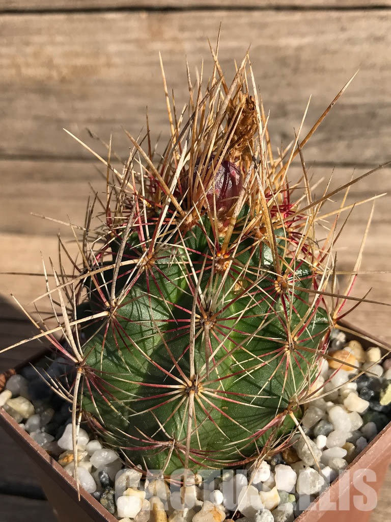 SHPR3740 Thelocactus bicolor - Image 3