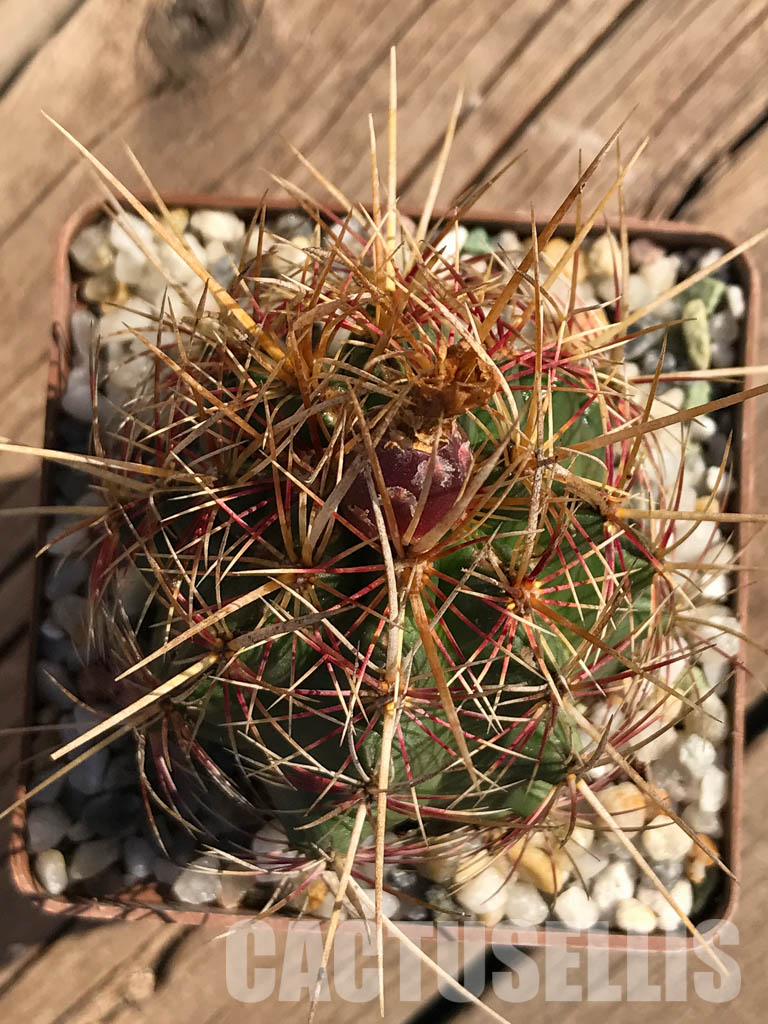 SHPR3740 Thelocactus bicolor - Image 4
