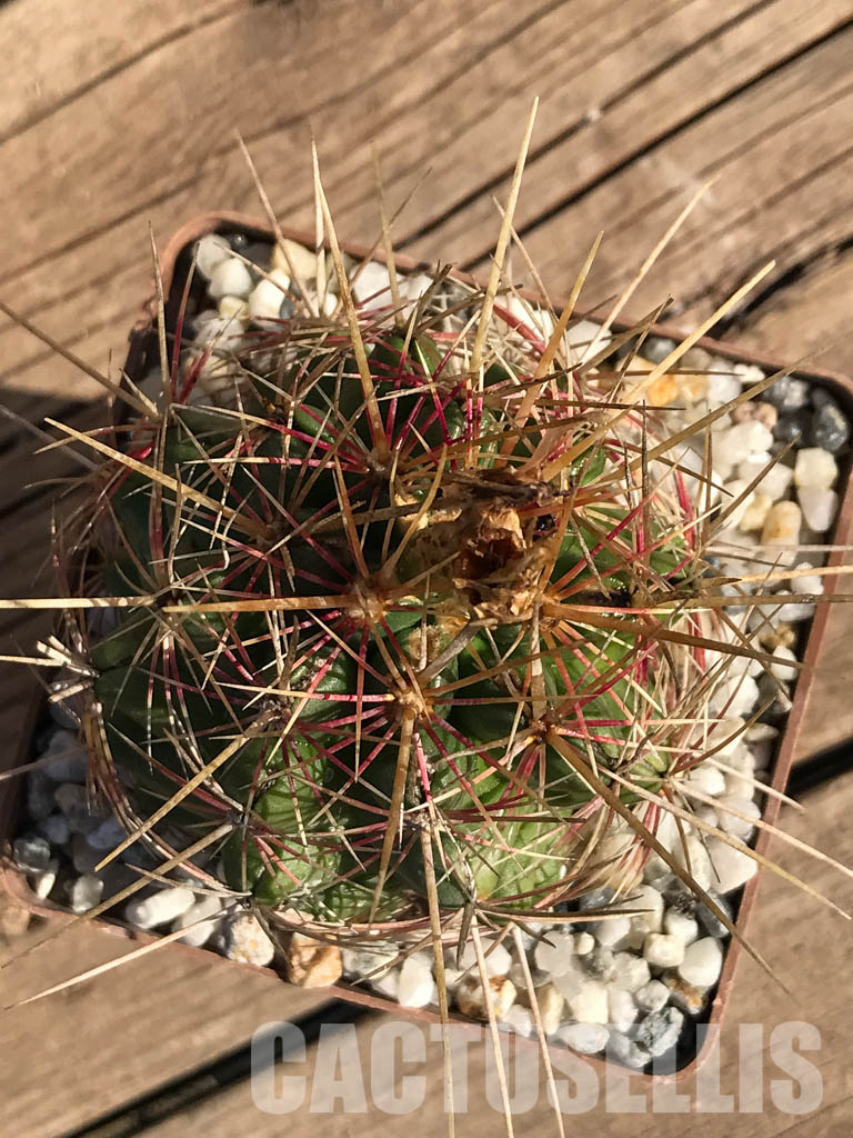 SHPR3740 Thelocactus bicolor - Image 5