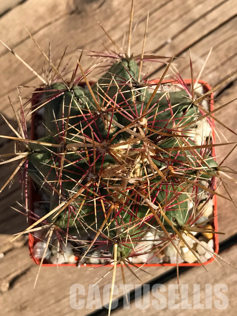 SHPR3740 Thelocactus bicolor - Image 6