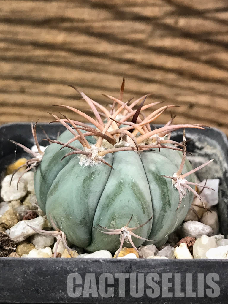 SHPR3830 Echinocactus horizonthalonius RC 480, Seven Rivers, Eddy County, New Mexico - Obrázek 2
