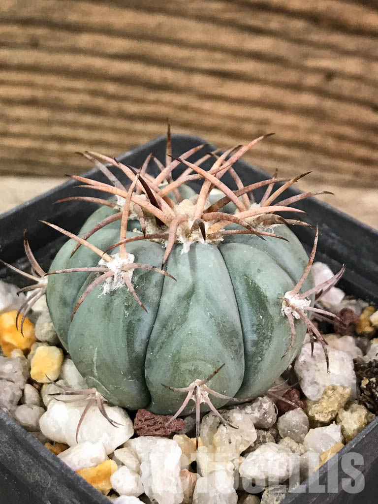 SHPR3830 Echinocactus horizonthalonius RC 480, Seven Rivers, Eddy County, New Mexico - Obrázek 3