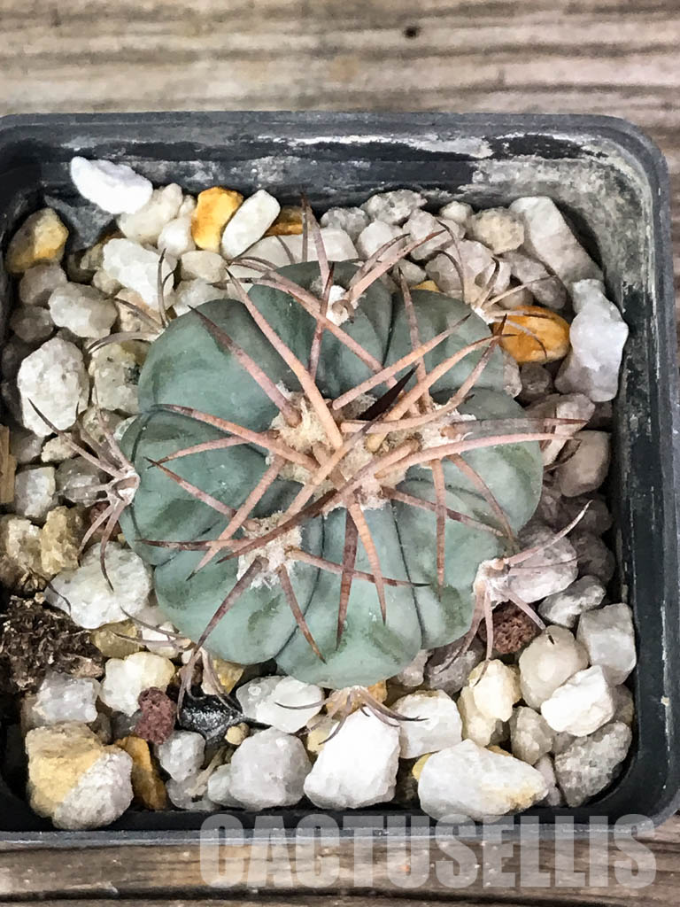 SHPR3830 Echinocactus horizonthalonius RC 480, Seven Rivers, Eddy County, New Mexico