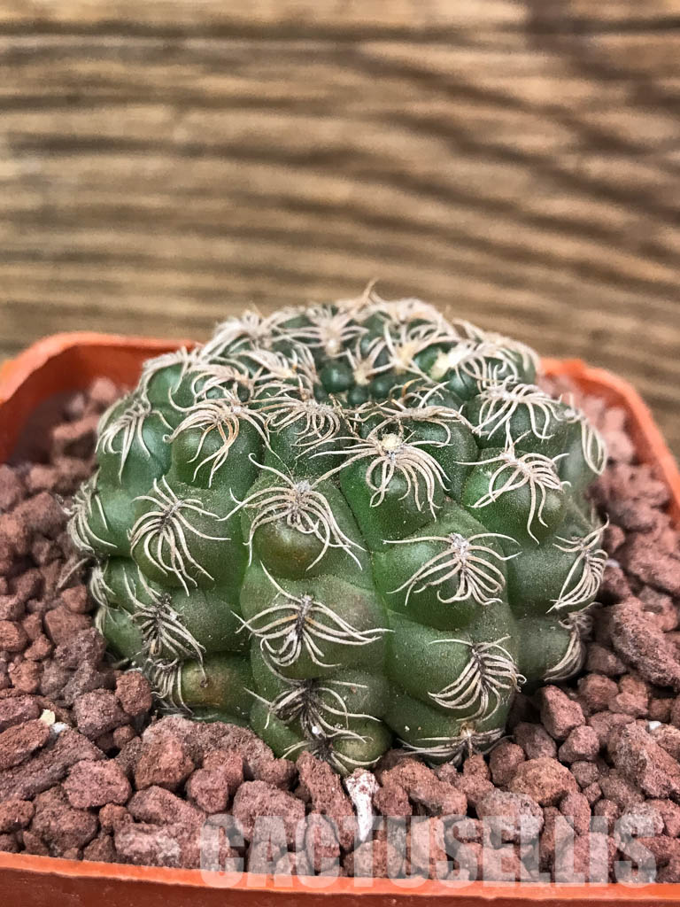 SHPR3878 Gymnocalycium calochlorum, Córdoba, Argentina - Image 2