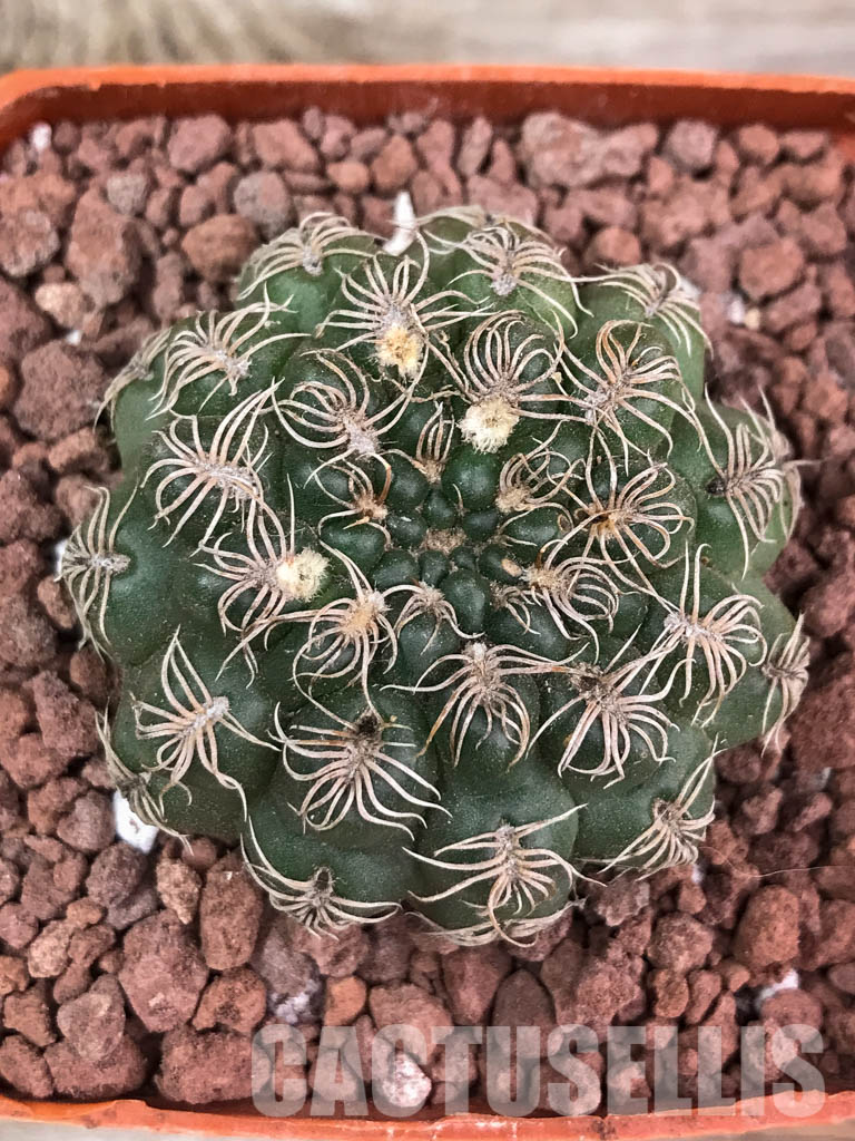 SHPR3878 Gymnocalycium calochlorum, Córdoba, Argentina - Image 4