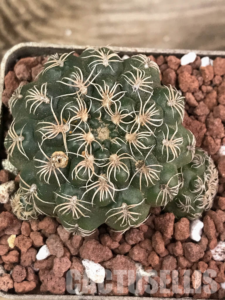 SHPR3878 Gymnocalycium calochlorum, Córdoba, Argentina - Image 5