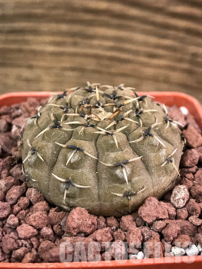 SHPR3880 Gymnocalycium bodenbenderianum, Corral de Isaac, La Rioja 545 m, Argentina - immagine 2