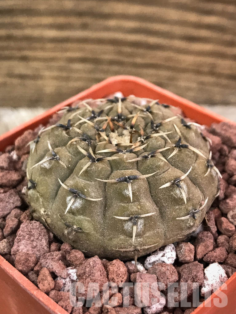SHPR3880 Gymnocalycium bodenbenderianum, Corral de Isaac, La Rioja 545 m, Argentina - immagine 3