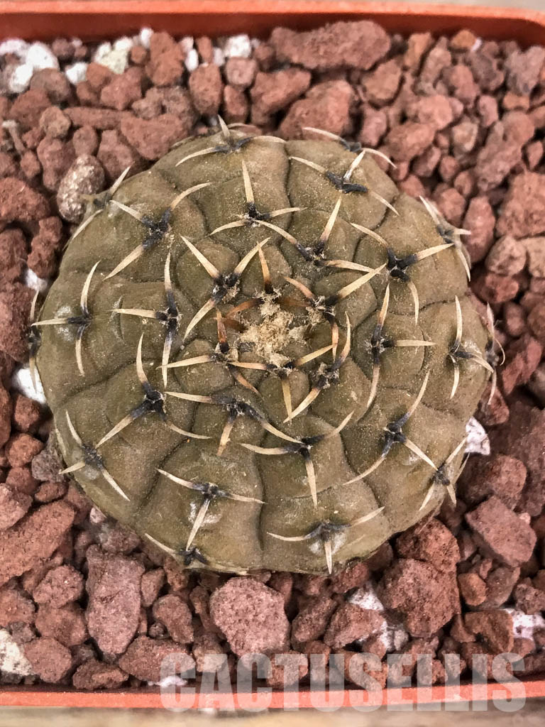 SHPR3880 Gymnocalycium bodenbenderianum, Corral de Isaac, La Rioja 545 m, Argentina