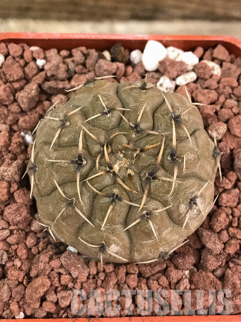 SHPR3880 Gymnocalycium bodenbenderianum, Corral de Isaac, La Rioja 545 m, Argentina - immagine 5