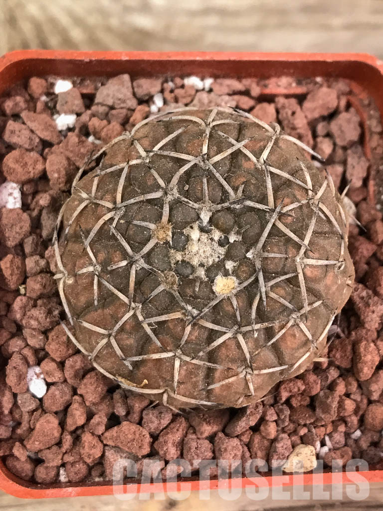 SHPR3880 Gymnocalycium bodenbenderianum, Corral de Isaac, La Rioja 545 m, Argentina - immagine 6