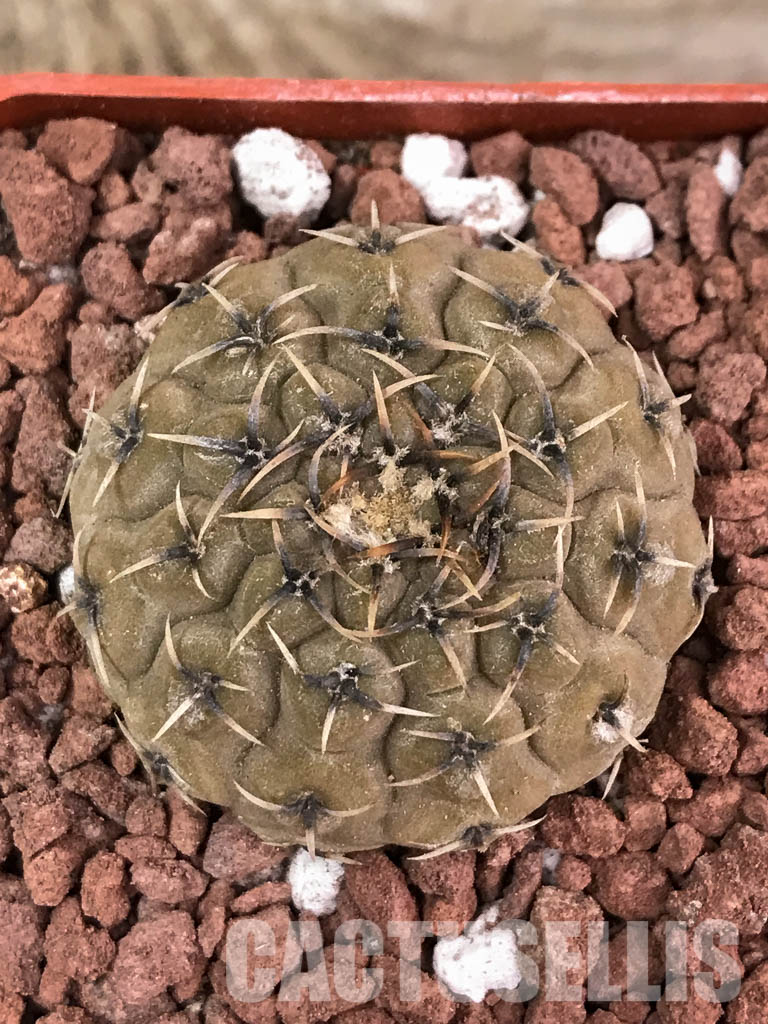 SHPR3880 Gymnocalycium bodenbenderianum, Corral de Isaac, La Rioja 545 m, Argentina - immagine 7