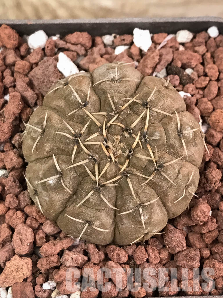 SHPR3880 Gymnocalycium bodenbenderianum, Corral de Isaac, La Rioja 545 m, Argentina - immagine 8