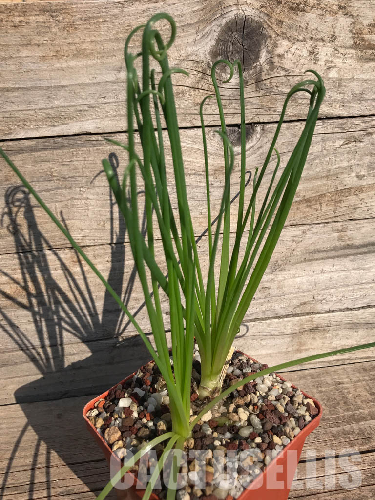SHPR3917 Albuca spiralis - immagine 3