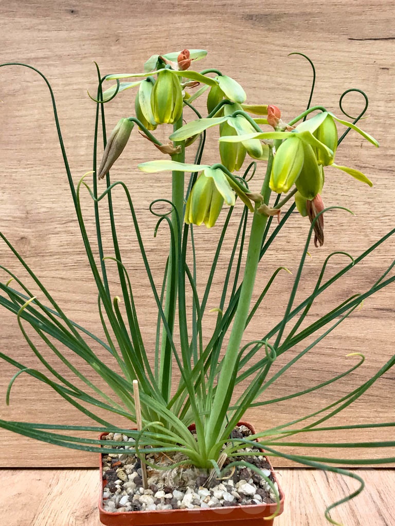 SHPR3917 Albuca spiralis
