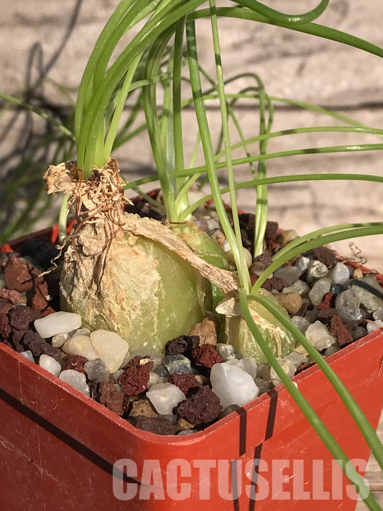SHPR3920 Ornithogalum osmynellum, Augrabies Hills - Image 2
