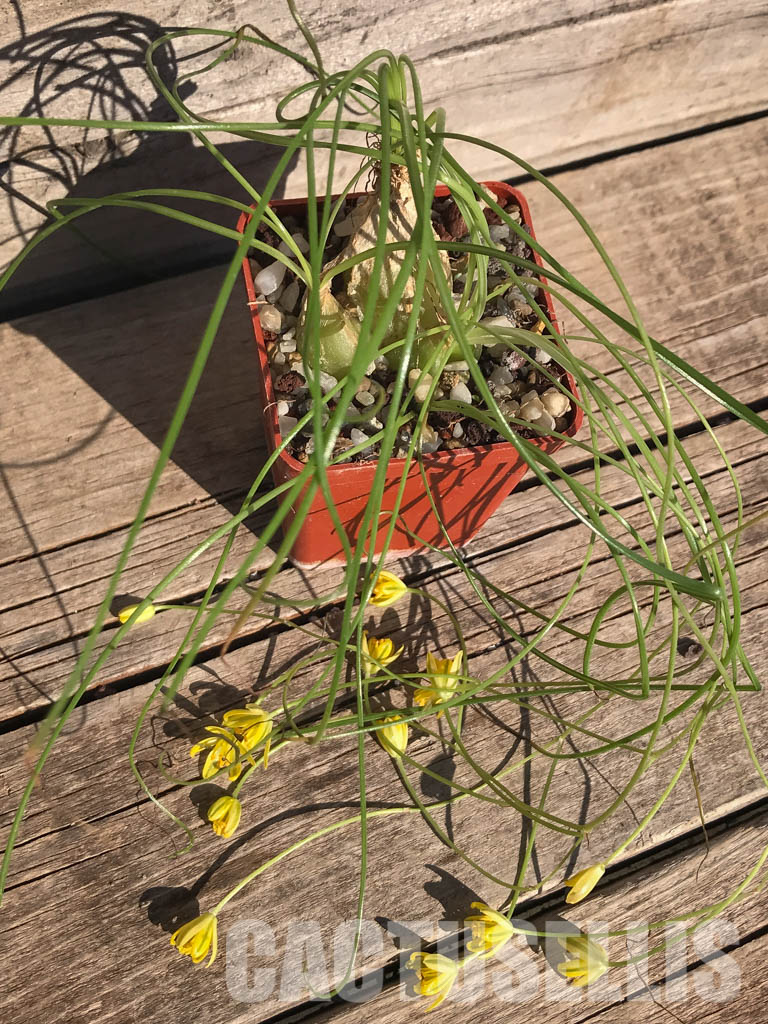 SHPR3920 Ornithogalum osmynellum, Augrabies Hills - Image 5