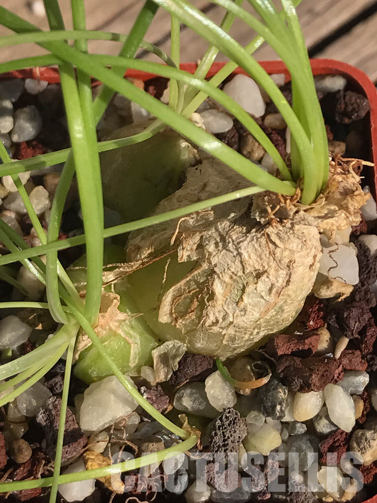 SHPR3920 Ornithogalum osmynellum, Augrabies Hills - Image 3