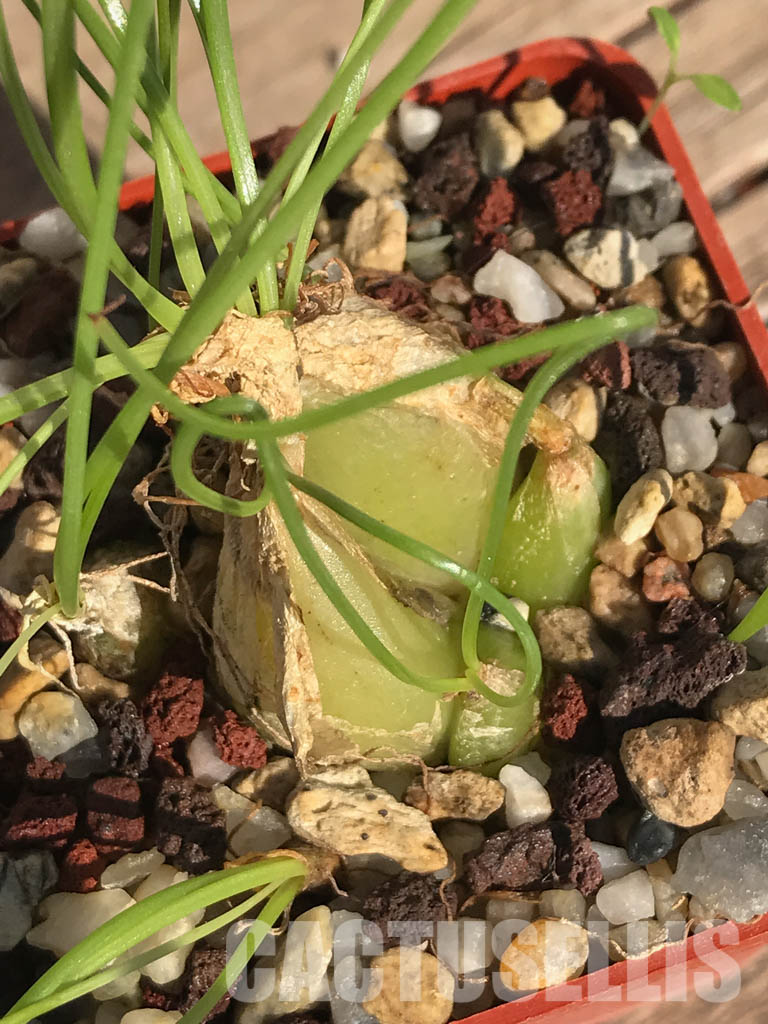 SHPR3920 Ornithogalum osmynellum, Augrabies Hills - Image 4