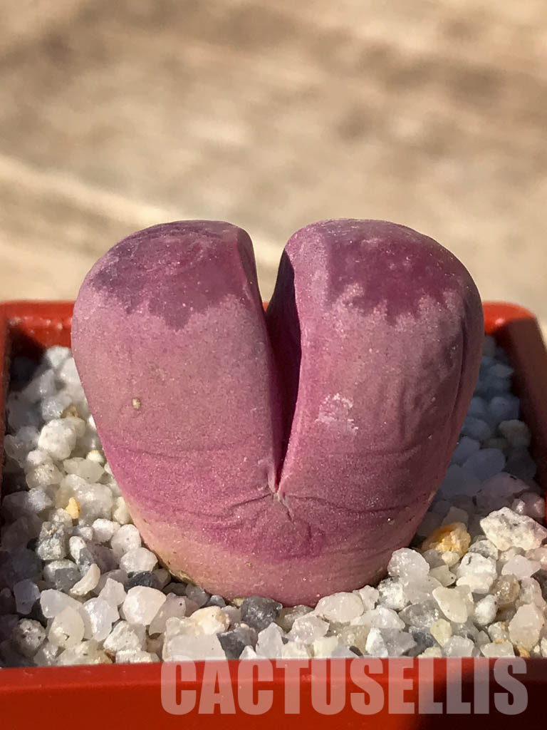 SH3954 Lithops optica cv. rubra - Obrázek 2