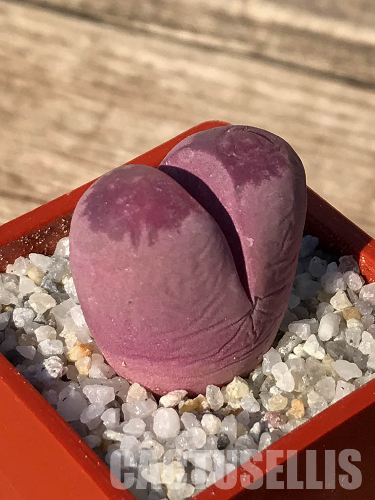SH3954 Lithops optica cv. rubra - Obrázek 3