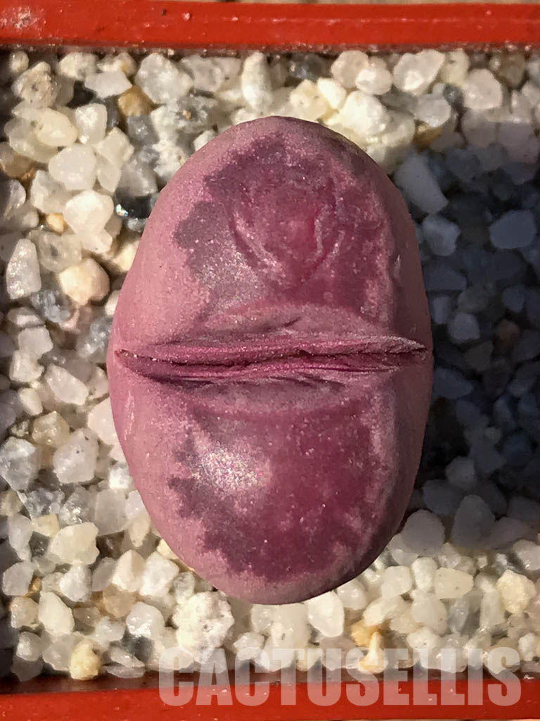 SH3954 Lithops optica cv. rubra - Obrázek 4