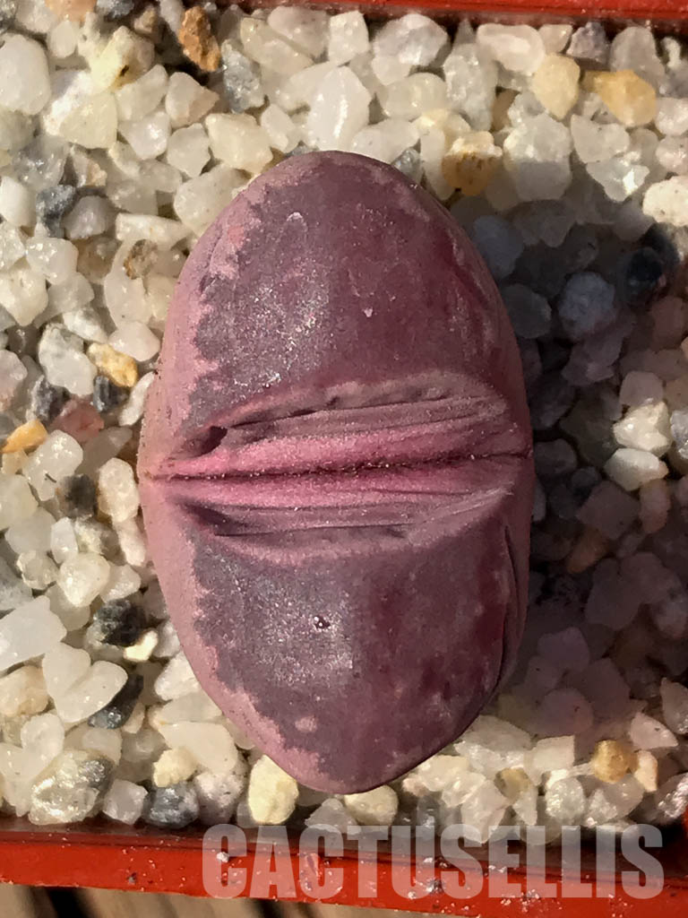 SH3954 Lithops optica cv. rubra
