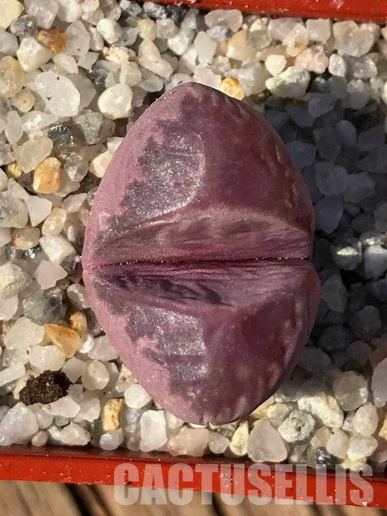SH3954 Lithops optica cv. rubra - Obrázek 6