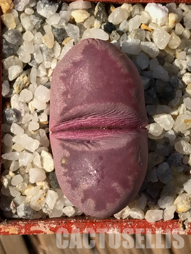 SH3954 Lithops optica cv. rubra - Obrázek 7