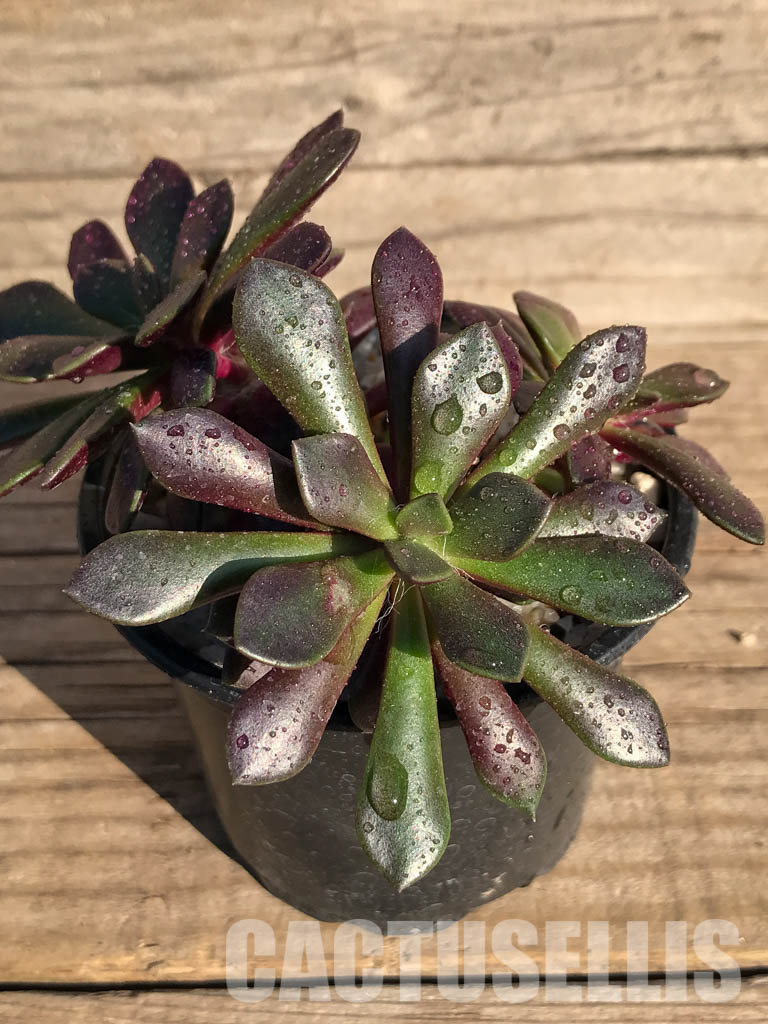 SHPR4005 Anacampseros rufescens v. rubra - Image 2