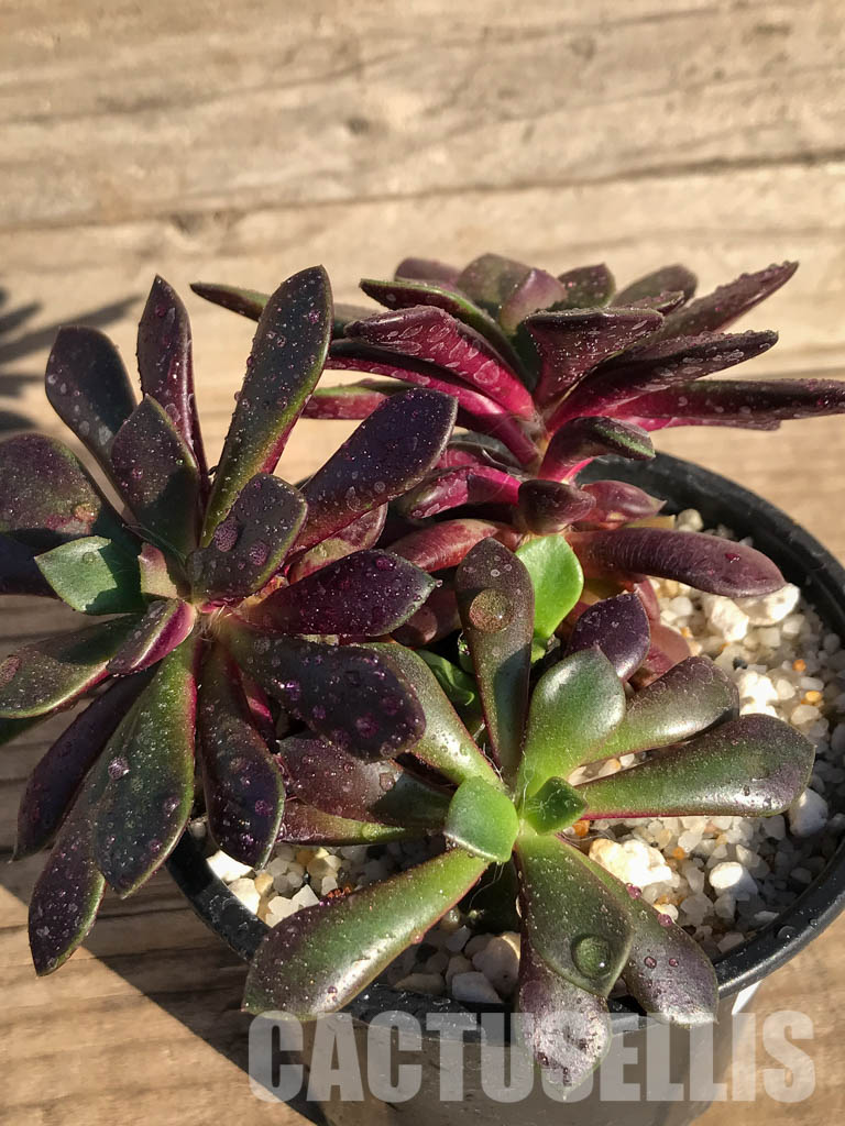 SHPR4005 Anacampseros rufescens v. rubra - Image 3