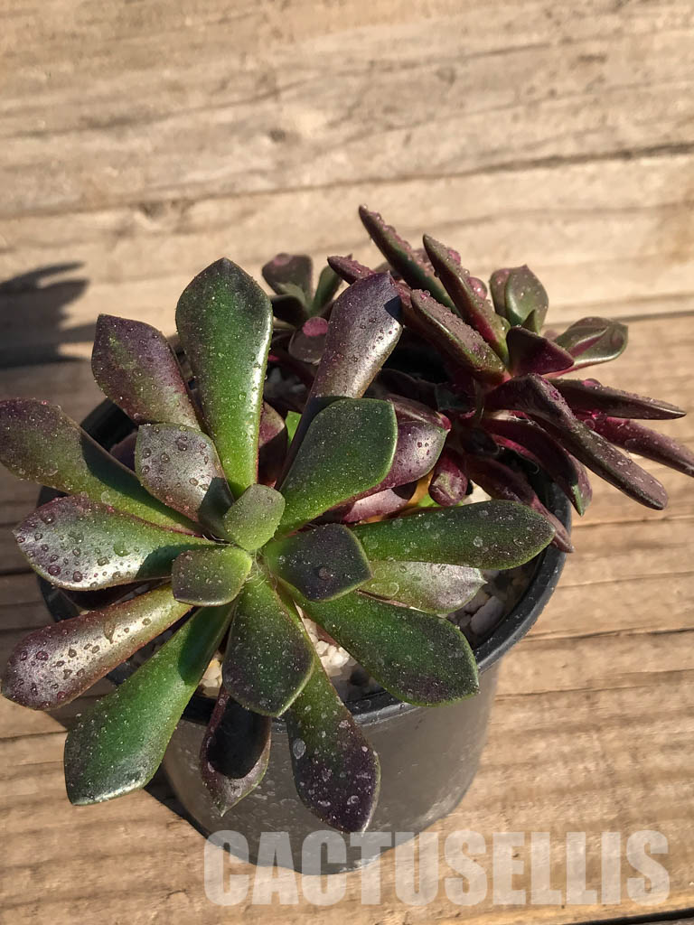 SHPR4005 Anacampseros rufescens v. rubra - Image 4