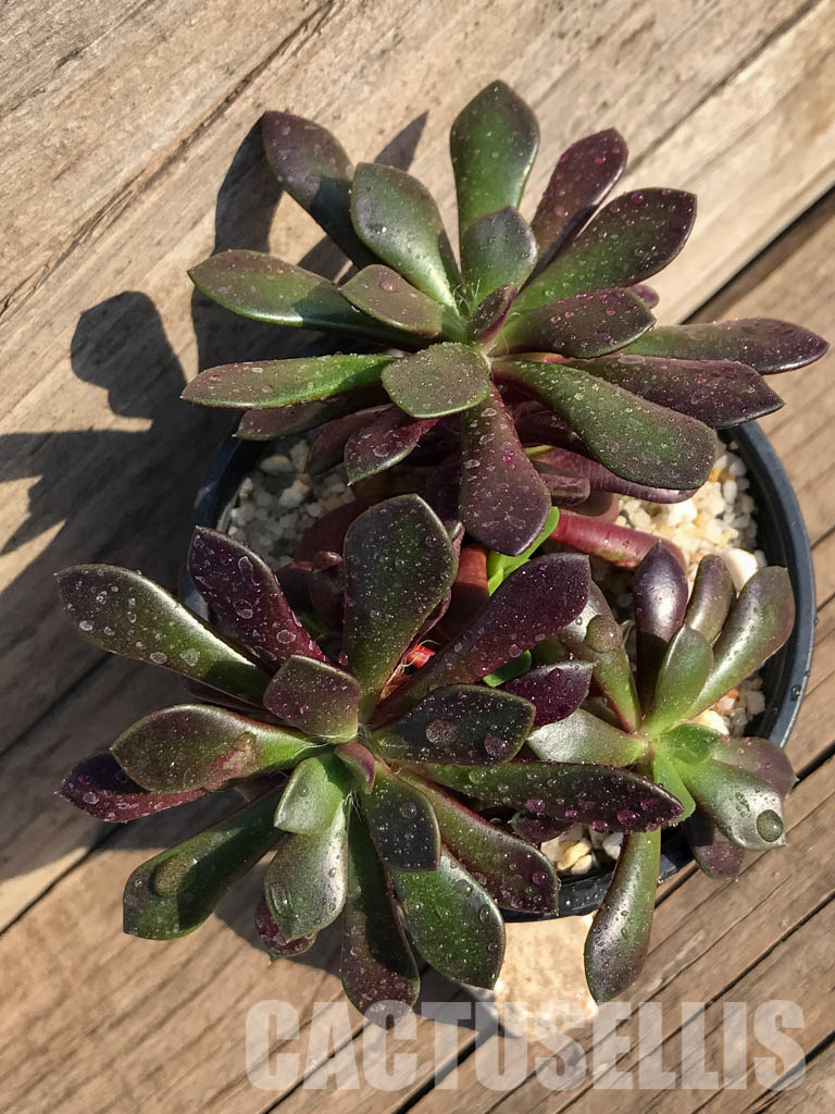 SHPR4005 Anacampseros rufescens v. rubra - Image 5