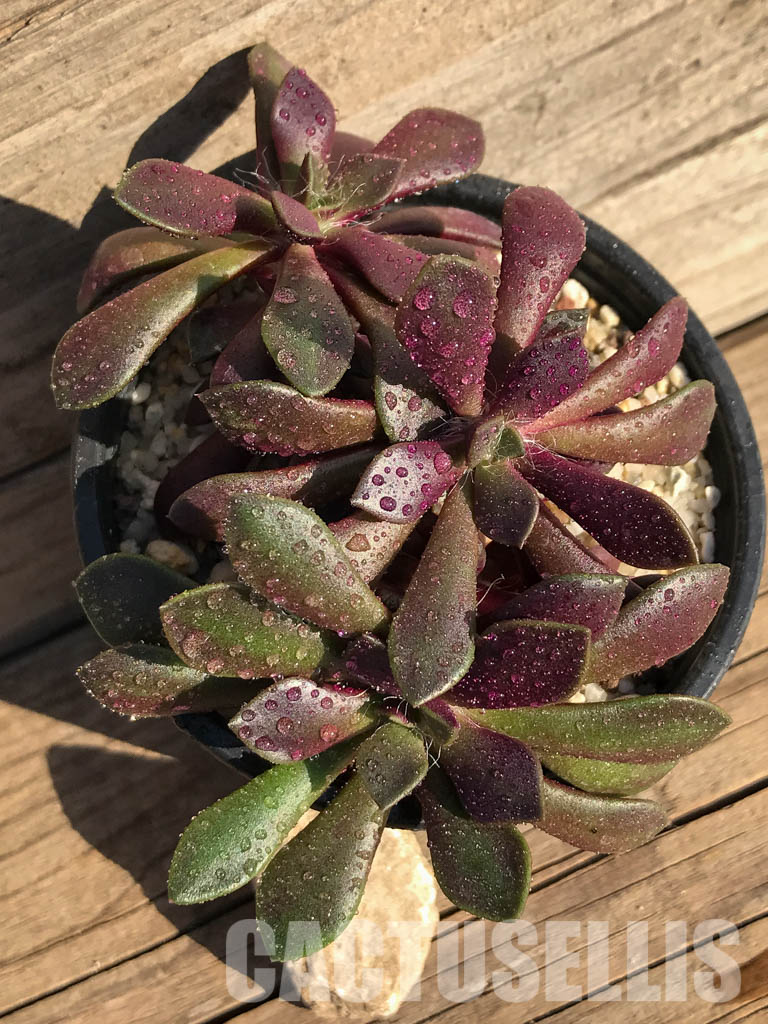 SHPR4005 Anacampseros rufescens v. rubra